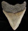 Megalodon Tooth - Carolinas #6315-2